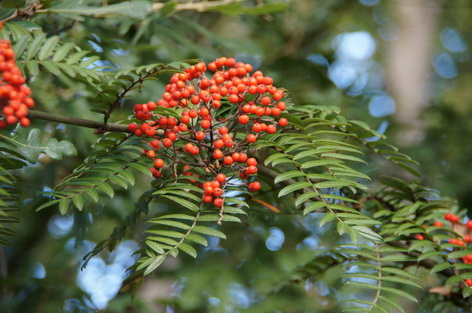 sorbus scalaris bray bencho181001 3