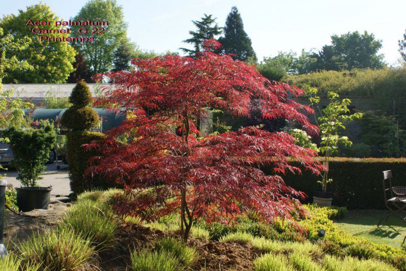 acer palmatum garnet bray bencho100518