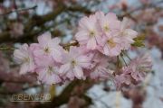 prunus-accolade-cece09040309