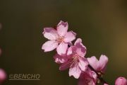 prunus-amygdalopersica-spring-glow-cece0903203