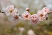 prunus-blireana-moserii-cece090403-2