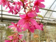 prunus-campanulata-cece-bencho130417-2