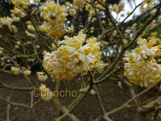 edgeworthia-chrysantha1