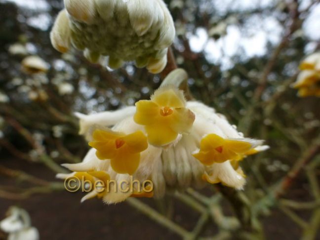 edgeworthia-chrysantha4