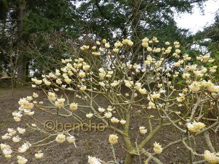 edgeworthia-chrysantha5