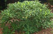 edgeworthia-chrysantha3