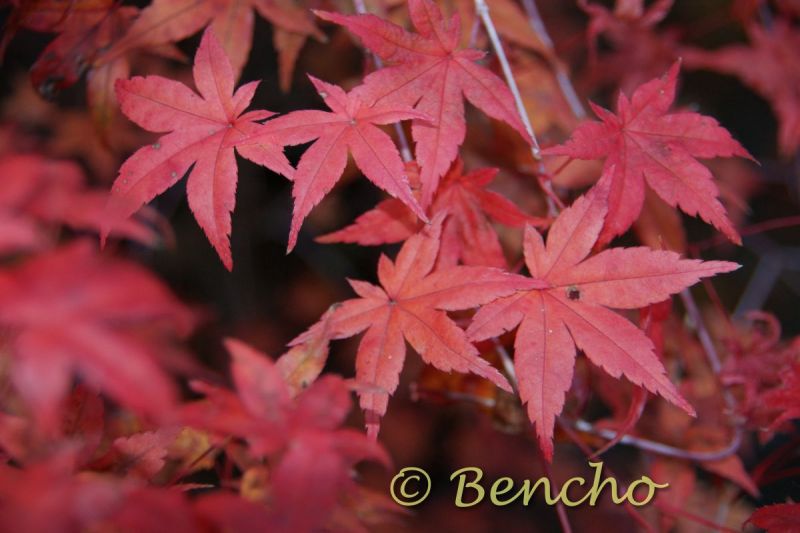 acer-palmatum-beni-maiko-cece-bencho0910261-2