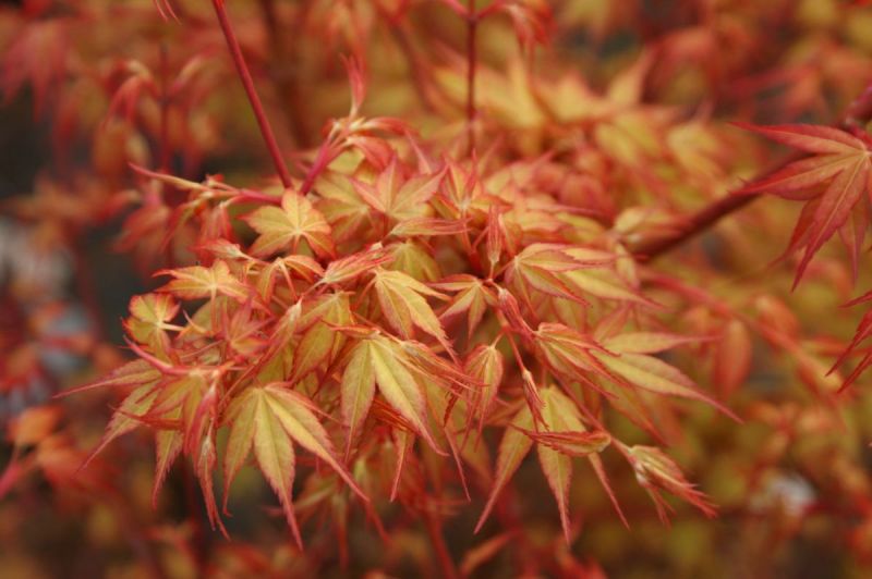 acer-palmatum-katsura-cece090403-4redimensionner