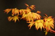 acer-palmatum-katsura-cece-bencho1204093redimensionner