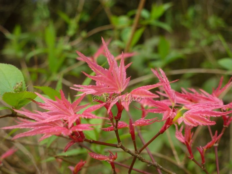 acer-palmatum-beni-tsukasa-cece-bencho1504133