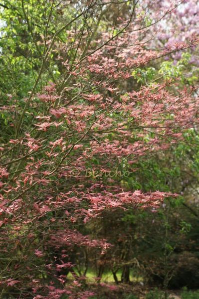 acer-palmatum-beni-tsukasa-cecegarden090415