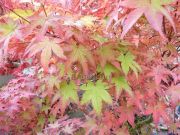 acer-palmatum-beni-tsukasa-cece-bencho091012