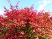 acer palmatum deshojo2