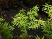 acer palmatum mikawa yatsubusa