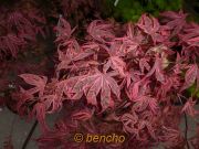 acer palmatum shiraz