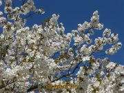 prunus serrulata tai haku