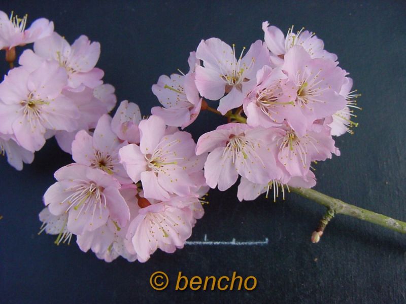 prunushirtipespinkofbraycece020308a