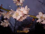 PrunushirtipesPinkofBray050322