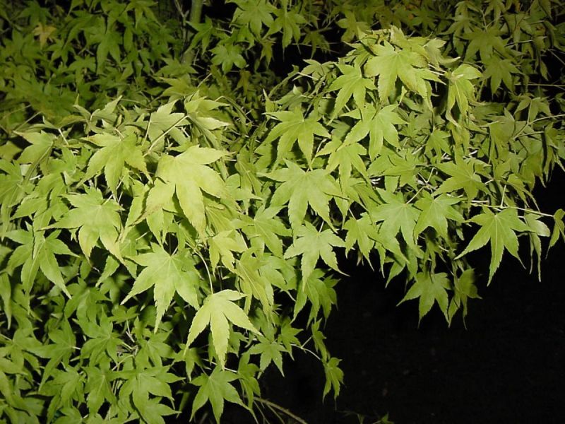 acer-palmatum-aoyagi-bray-bencho011026