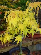 acer-palmatum-aoyagi-bray-bencho051119