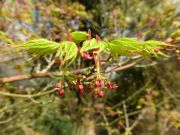 acer-palmatum-sangokaku-bray-bencho1304182