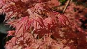 acer-palmatum-phoenix-bray-bencho1904262redimensionner