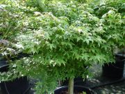 acer-palmatum-little-Princess-bray-bencho0508193redimensionner