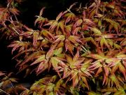 acer-palmatum-little-princess-bray-bencho1304181redimensionner