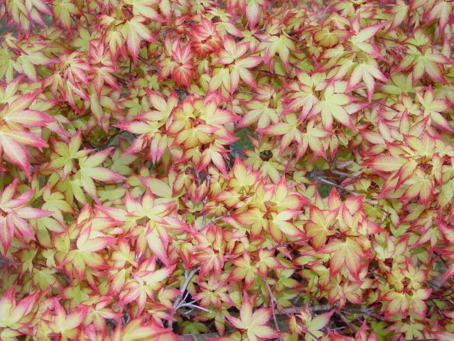 acer-palmatum-kyohime-bray-bencho0304142redimensionner