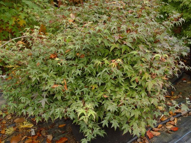 acer-palmatum-kyohime-bray-bencho0410282redimensionner