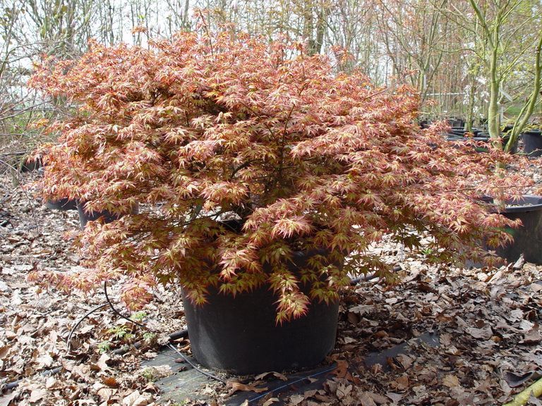 acer-palmatum-kyohime-bray-bencho0604212redimensionner