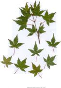 acer-palmatum-kyohime-bray-bencho0010232redimensionner