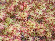 acer-palmatum-kyohime-bray-bencho0304142redimensionner