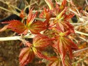 acer-palmatum-kyohime-bray-bencho130322redimensionner