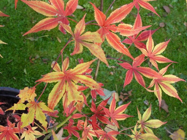 Acer palmatum 'Alexandre'