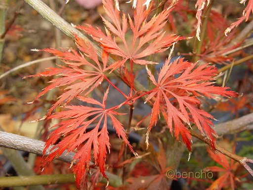 Acer palmatum 'Alloys'