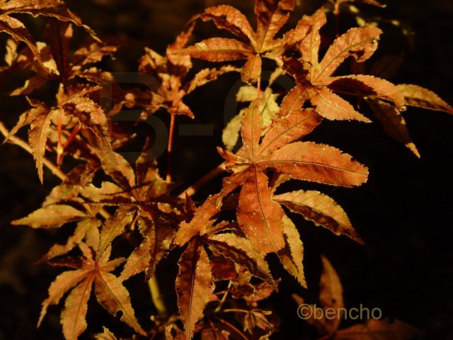 Acer palmatum 'Amagi shigure'
