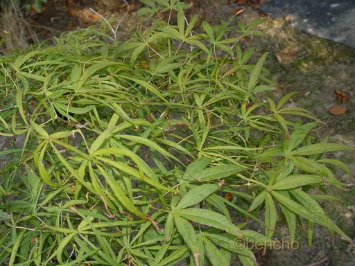 Acer palmatum 'Aome no uchi'