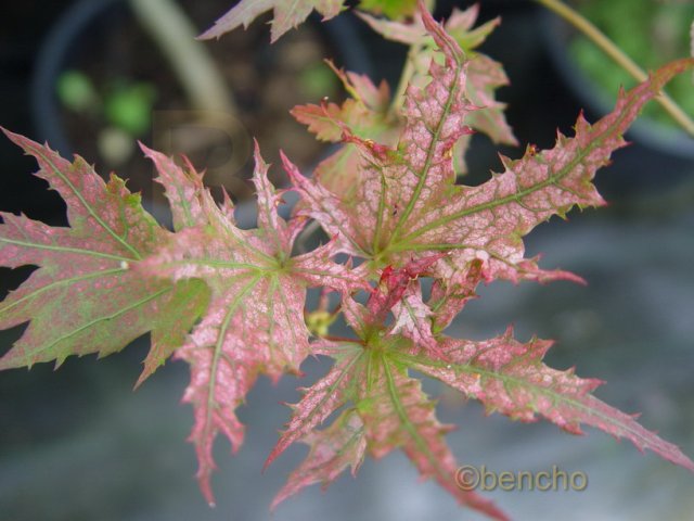 Acer palmatum 'Ariadne'