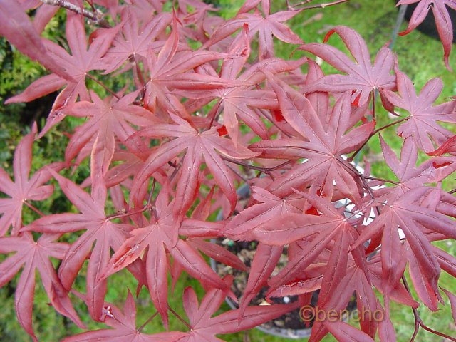 Acer palmatum 'Ariake nomura'