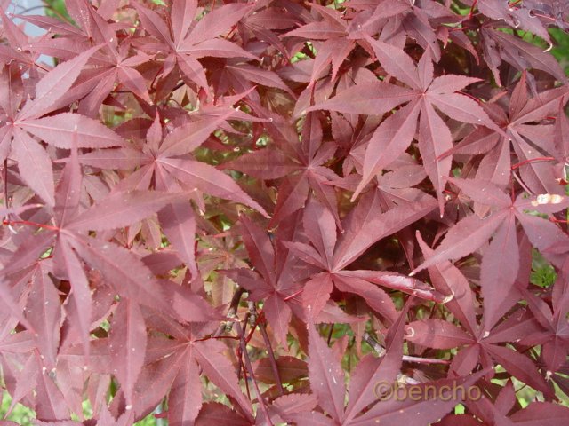 Acer palmatum 'Atropurpureum Mallet'