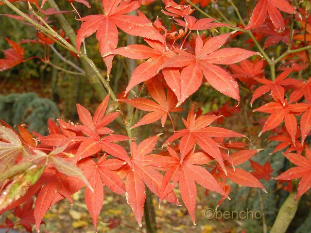 Acer palmatum 'Atropurpureum Superbum'