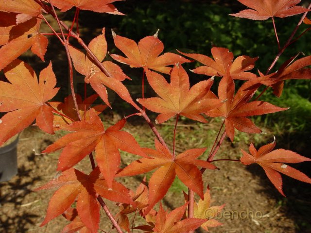 Acer palmatum 'Attraction'