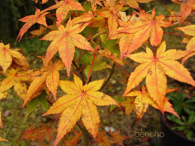 Acer palmatum 'Aureum'