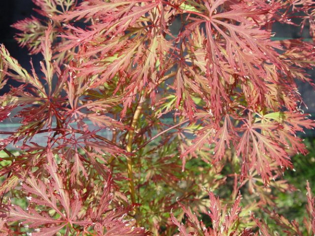 Acer palmatum 'Baldsmith'