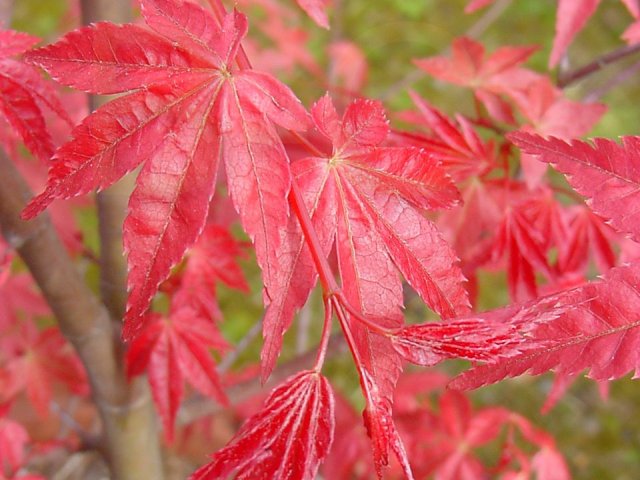 Acer palmatum 'Beni maiko'