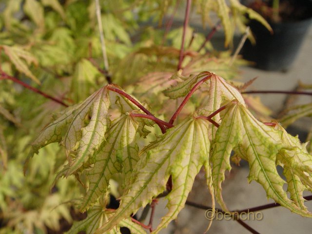 Acer palmatum 'Beni shigitatsu sawa'