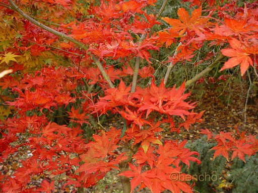 Acer palmatum 'Beni shigitatsu sawa'