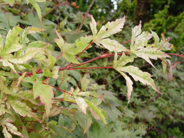 Acer palmatum 'Beni zuru'