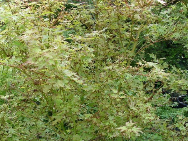 Acer palmatum 'Berry Broom'